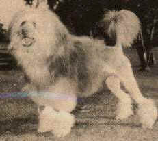 Aust Ch Tilcha Leo The Lion - the first Australian Champion Lowchen