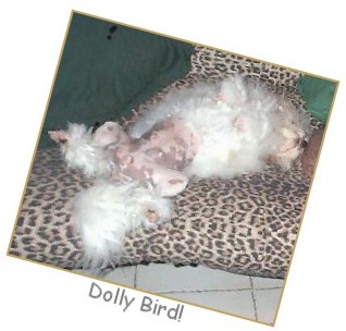 Dolly, owned by Lorraine Chippindale