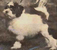 Donreo White Simba