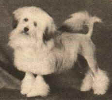 English Ch. Duncara Holly Go Lightly - owned by Phyl Harris, South Australia