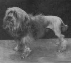 Elkiro Bonnie Charlie - owned by Mrs A Blackburn, Napier, New Zealand