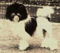 English Champion Feather of Littlecourt - the first English Champion Lowchen to be imported into Australia - owned by Shysu Lowchens