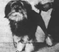 Aust. Ch. Jilland Double Diamente (Imp UK), owned by Tilcha Lowchens, was the very first Lowchen to be awarded a BEST IN GROUP win anywhere in the world!
