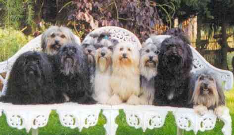 The Lowchen team of "Les Bles D'Or Chartrains" kennel - photo supplied by Nathalie.Heger