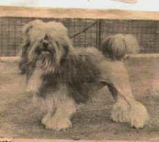 Eng. Ch. Littlecourt Pippin, owned by Mrs Freda McGregor, Kent, UK