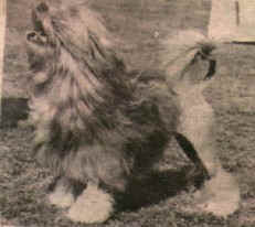 Eng. Ch. Littlecourt Pippin, owned by Mrs Freda McGregor, Kent, UK