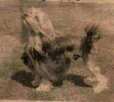 Eng. Ch. Prawls Happy Harlequin, owned by Mrs Y Gillbrand of Manchester, UK