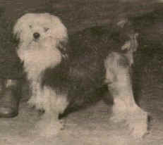 Prawls Mastermind of Dorvalstan, owned by Mr & Mrs Stanley Smith, Kent, UK 