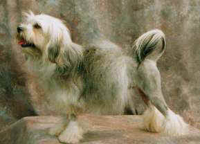 Aust. Ch. MIJOCHI SHADY LADY