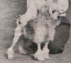 Aust. Ch. Shysu Feather Soft, owned by Sue & Tony Ikin