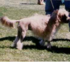 Tilcha All Spice, female puppy, owned by Van Wyk & Tysoe