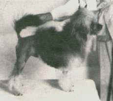 Tilcha Expectations, owned by Phyl Harris of South Australia