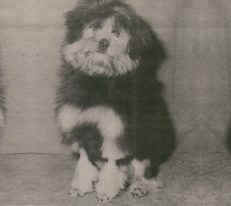Aust. Ch. Tilcha Expectations, aged six months