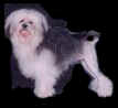 Aust. Ch. Elguarda Appollo Warrior - exported Canada 