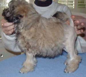 Bam-Boo (Majestic Golden Court) AFTER his first clip into the lion trim.