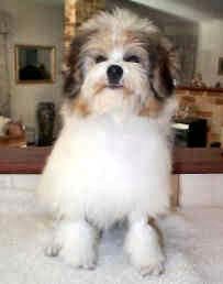 CHINA ROAD IN YA DREAMS - Best Baby Puppy In Show Western Classic 2001