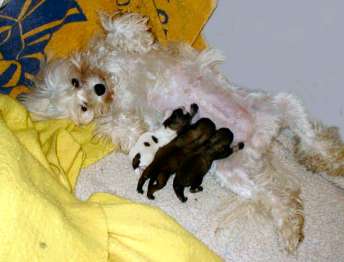 "Dizzy" owned by Jean Richland, with her first litter.