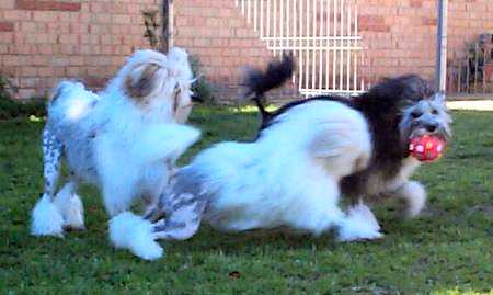 Dolly, Denny & Solo at play time - bred & owned by China Road
