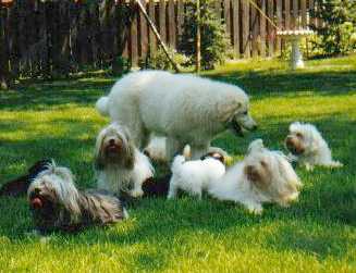 Donna Cullen's Lowchen being guarded by a Kuvasz pup owned by Nancy McGuire