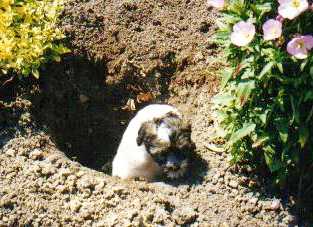 Donna Cullen's puppy just HAD to investigate the hole in the garden!