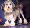 Aust. Ch. Evelands Flash Dancer - exported to Hawaii