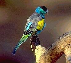 Hooded Parrot