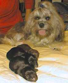 Pia Kirke's "Lea" and her first litter