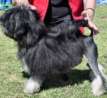 Jonquilow Maid in Oz exported to Lenore Gish, Canada