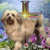 LCA Ch. Marcel Golden Gamin