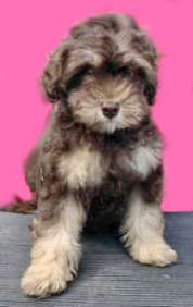 Brown puppy bred & owned by Mary Billman