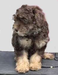 Another brown pup bred & owned by Mary Billman