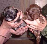 Close ups of Meriel Taylors pups. (UK)