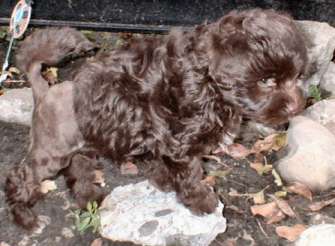 A lovely chocolate baby owned by Nancy Inlow