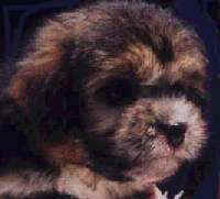 Pepsi aged 8 weeks Aust. Ch. CHINAROAD THUNDERSTRUCK