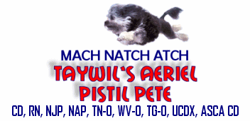 MACH, NATCH, ATCH TayWil's Aerien Pistil Pete, TN-O, WV-N, TG-N, NADAC Novice Versatility, ASCA CD 