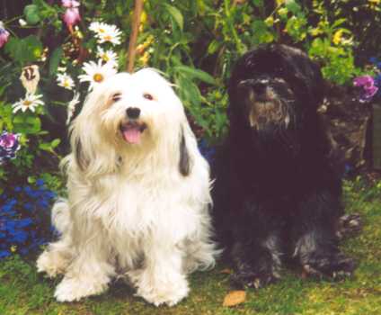 Polo , the black dog on the right was born 28th January, 1985...Dexter, the white dog was born on 20th August, 1992. Both dogs are owned and loved by Jennifer Conningsby of the UK