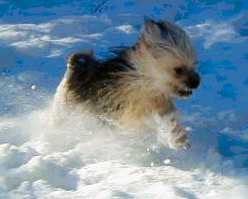 Rondo, owned by Philip and Barbara Glynn, having fun in the snow.