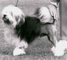 Aust. Gr. Ch. Sabu Del Amitri, owned by Steve Warry