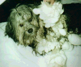 Donalen Lowchen in the snow!! Owned by donna Cullen, Ontario, Canada