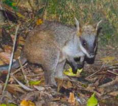 Swamp Wallaby