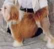 Aust/NZ Ch Elguarda Sweet Colleen