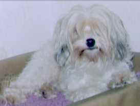"Pedutt"........the beautiful girl owned and adored by Ann-Christine Ortbring of Sweden.