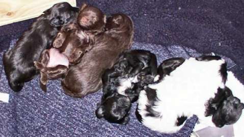 Beautiful babies at rest........owned by Watersmeet Lowchens, Australia