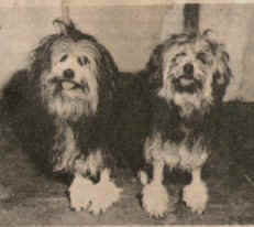Eng. Ch. Prawls Merry Minstrel (left) and Prawls Meg Merrilees owned by Mrs P Cooke of Kent, UK 