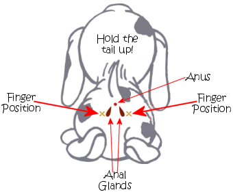 Dog Scent Glands