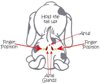 Cleaning the Anal Glands - Copyright Chinaroad