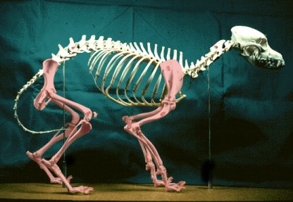 THE APPENDICULAR SKELETON