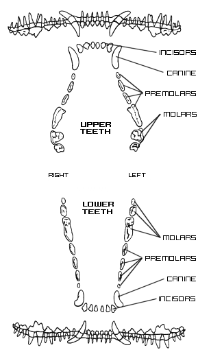 Teeth Numbers Chart Australia