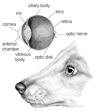 Anatomy of the Canine Eye
