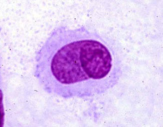 Butt Cell 95